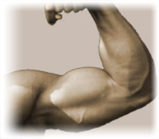 bicep (1)